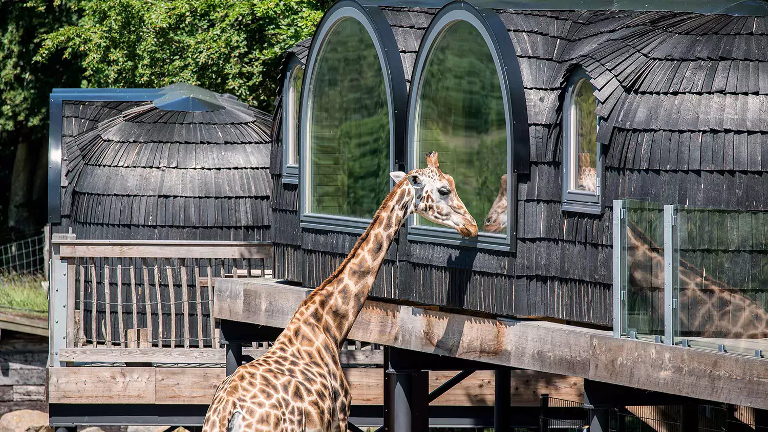 En nat på savannen - Klik for at tilmelde dig